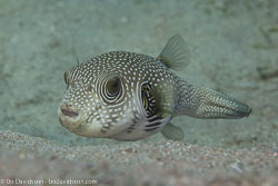 BD-121129-Aqaba-7796-Arothron-hispidus-(Linnaeus.-1758)-[White-spotted-puffer].jpg